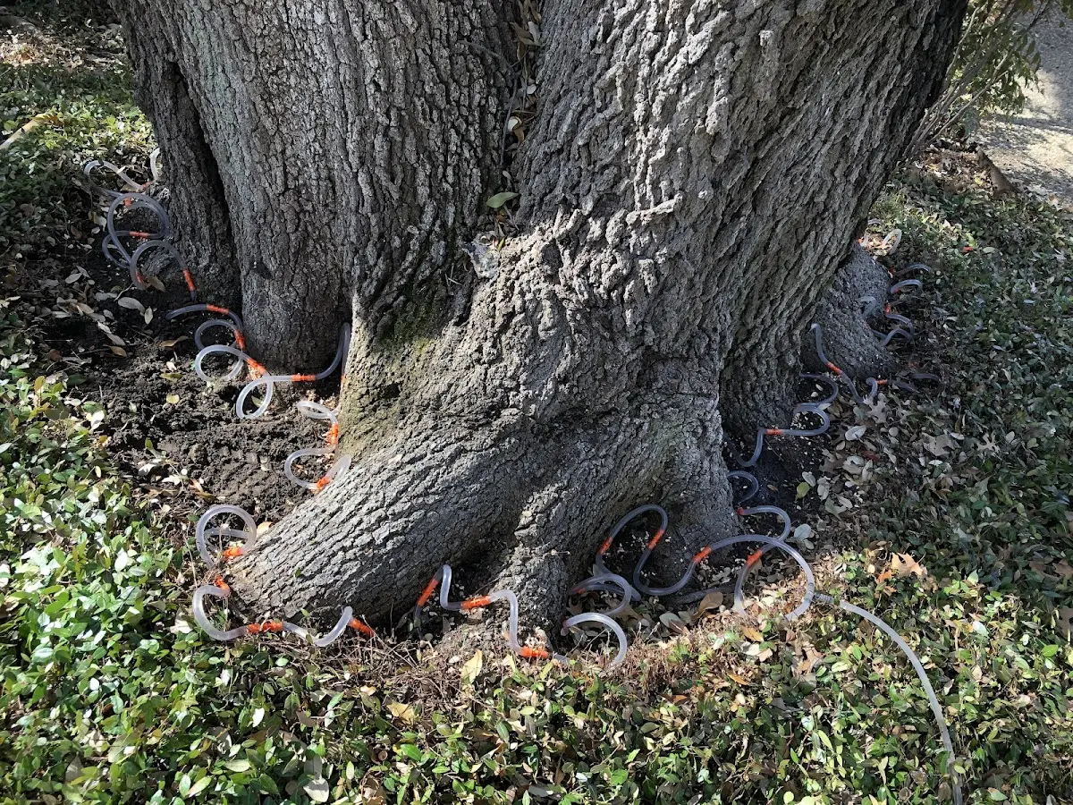 Detailed Tree Cabling and Bracing job site in Elrosa