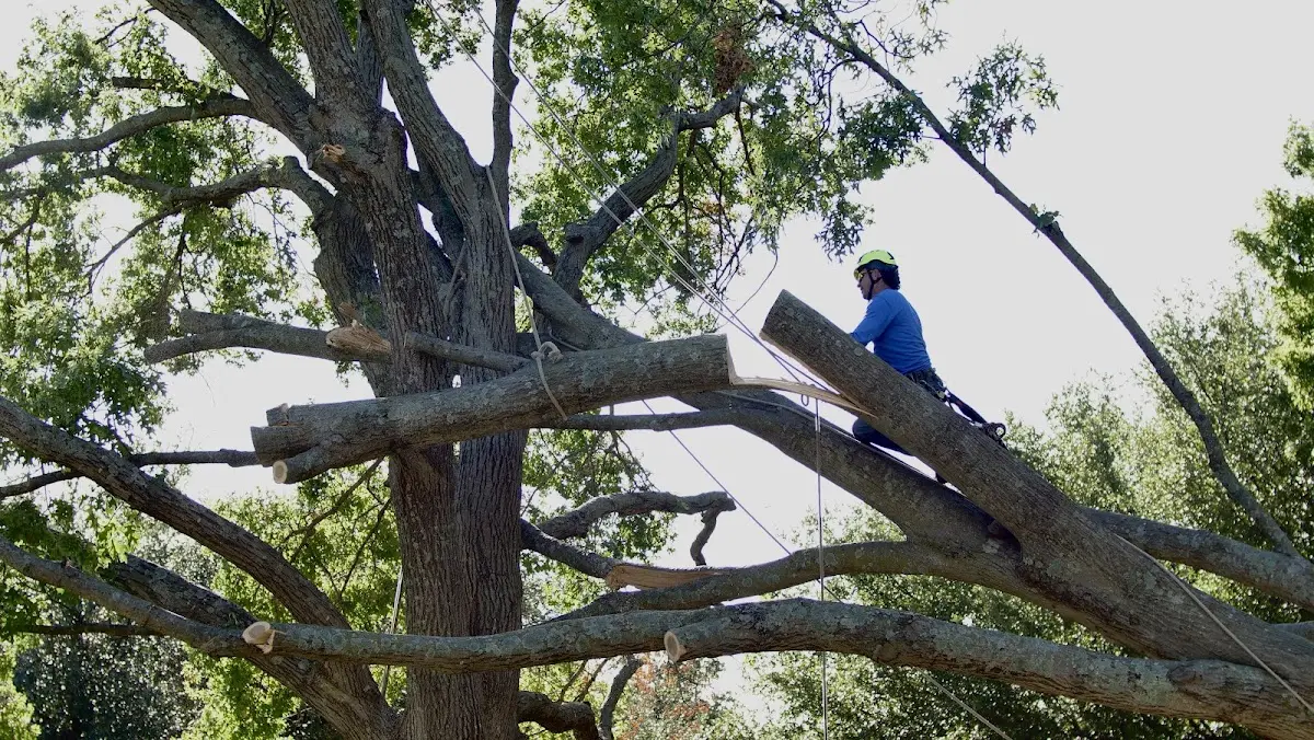 Professional Crown Thinning performed by certified arborists in Elrosa