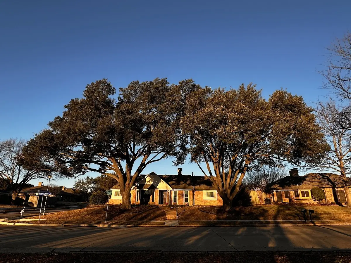 Established residential canopy tree shading a home in Elrosa